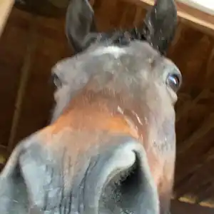 knightlyneil