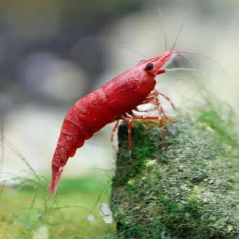 mr_prawn
