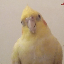 itkdi