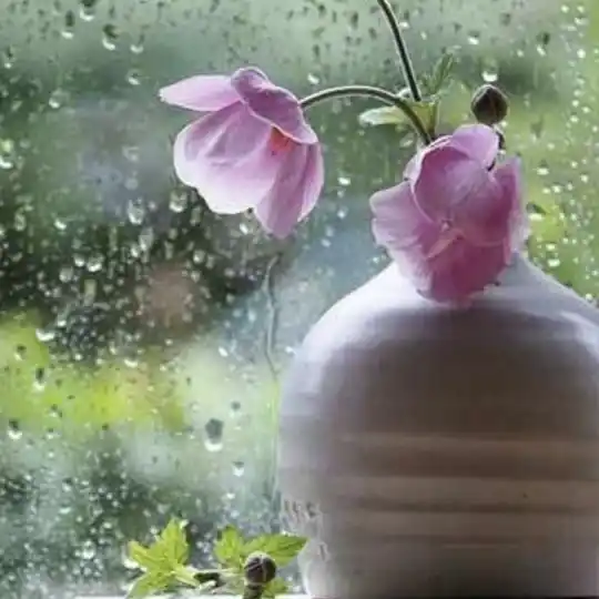 showseed18