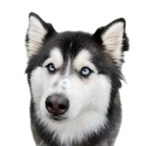 wkill