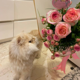 stfumeow